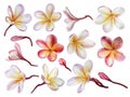 Plumeria blossoms in watercolor style isolated on white background.