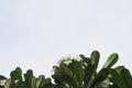 Plumeria blue sky background