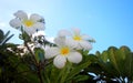 Plumeria & Blue sky