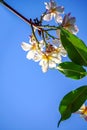 Plumeria blue sky