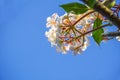 Plumeria blue sky