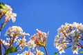 Plumeria blue sky