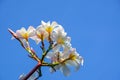 Plumeria blue sky