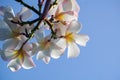 Plumeria blue sky