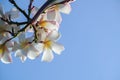 Plumeria blue sky