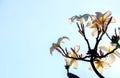 Plumeria blue sky