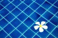 Plumeria on the blue water background