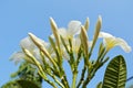 Plumeria - Champa Flower beautiful real nature