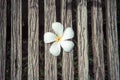 Plumeria close up on wooden table in dark light