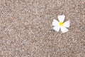 Plumeria fall on pebble ground