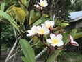 Plumeria Royalty Free Stock Photo