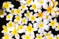 Plumeria floating on water at spa salon