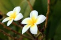 Plumeria flower