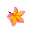 Plumeria flower