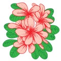 Plumeria Flower Background