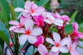 Pink Flower blooming in summer Royalty Free Stock Photo