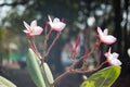 Plumeria flower blooming in the morning sun