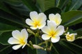 Plumeria flower blooming on tree in the garden