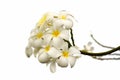 Plumeria flower blossom isolate on white background Royalty Free Stock Photo