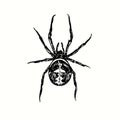 The redback spider (Latrodectus hasselti, Australian black widow). Ink black and white doodle drawing Royalty Free Stock Photo