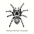 Mexican redknee tarantula (Brachypelma hamorii). Ink black and white doodle drawing