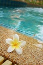 Plumeria flower and blue swimming pool rippled water detail