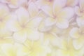 Plumeria flower blur background