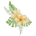 Plumeria Flower bouquet Watercolor clip art. Hand drawn on isolated background. Botanical print of Frangipani. Drawing Royalty Free Stock Photo