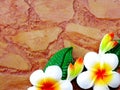 Plumeria flower carved on brick background with space background Royalty Free Stock Photo