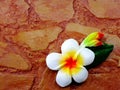 Plumeria flower carved on brick background with space background Royalty Free Stock Photo