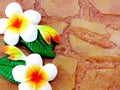 Plumeria flower carved on brick background with space background Royalty Free Stock Photo