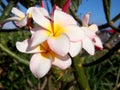 Plumeria Flower