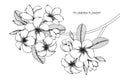 Plumeria flower drawing and sketch.