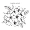 Plumeria flower drawing and sketch. Royalty Free Stock Photo