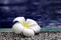 Plumeria flower on the edge of swimming pool near the blue water Royalty Free Stock Photo