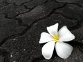 Plumeria flower fall down on the rock