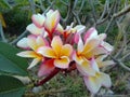 Plumeria