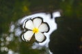 Plumeria flower (Frangipani) floating on the surface of the water Royalty Free Stock Photo