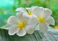 Plumeria flower