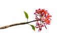 Plumeria Flower Frangipani, Temple tree isolated on white background Royalty Free Stock Photo