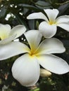 Plumeria flower