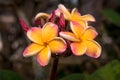 Plumeria flower in the garden Royalty Free Stock Photo