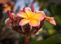 Plumeria flower in the garden Royalty Free Stock Photo