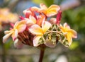 Plumeria flower in the garden Royalty Free Stock Photo