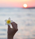 Plumeria flower in the girl`s hand and against the backdrop of the setting sun and the sea Royalty Free Stock Photo