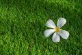 Plumeria flower on grass Royalty Free Stock Photo