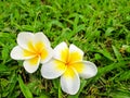 Plumeria flower on green grass background.White and yellow flower on green grass background.