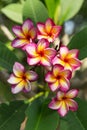 Plumeria flower