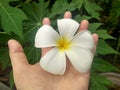 Lay a plumeria flower down on a hand.