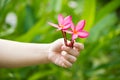 Plumeria flower in hand